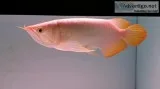 Arowana fishes available 