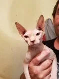 Shpynx kitten