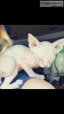 Adorable kitten sphynx for new homes 