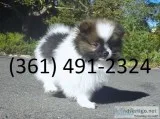 9 pedigree pomeranian puppies