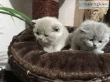 Standard scottish fold munchkin cats