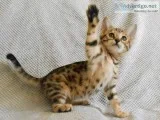 Cute bengal hittens available
