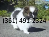Little paris precious black pomeranian p