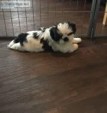  terrific shih tzu pups ready 