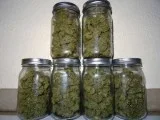 Fresh greenhouse, deps, indoor old