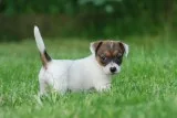 Jack russell terrier puppies available
