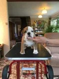Stunning english bulldog pups