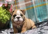 Sweet english bulldog pups now ready