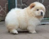 Chow chow puppies for new homes 