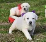 Wonderful labrador retrievers puppies av