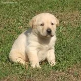 Adorable golden retriever puppies availa