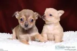 Two lovely chihuahua puppies available 