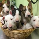 Bull terrier male and female puppies ava