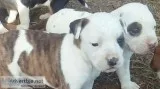 Lovely american pitbull puppies availabl