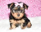 Yorkshire terrier puppies 