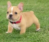 Charming french bulldog puppies availabl