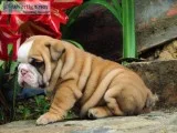 English bulldog puppies available