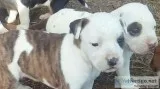 Lovely american pitbull puppies availabl