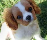 Two cavalier king charles spaniel puppie