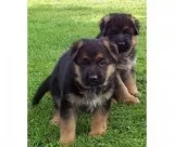 Registered german shepherd puppies avail