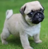 Beautiful male and female pug puppies no