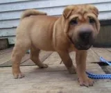 Purebred shar pei puppies available