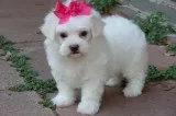 Registered maltese puppies available