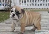 Amazing english bulldog puppies