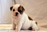 Outstanding english bulldog pups ready