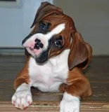 Cute boxer puppies available