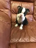 Pp boston terrier puppies