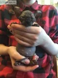 Elf sphynx kitten available 