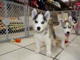Purebred male & female siberian husky
