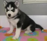 Kc register siberian husky puppies