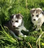 Playful siberian husky puppies