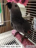 Psda african greys talented m/f parrots