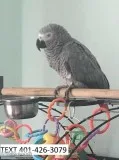 Cfr african greys m/f young parrots 