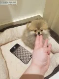 Well trained gorgeous pomeranian puppies