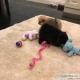 Two awesome t-cup pomeranian puppies