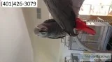 Dft african greys home parrots m/f