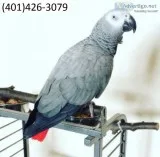 Sdgf african greys talking m/f parrots