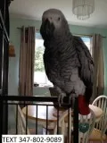Jfr african greys sociable m/f parrots