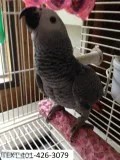 Ryp african grey unique m/f parrots