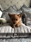 Adorable pedigree pomeranian puppies