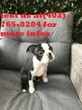 Bombo boston terrier pups available