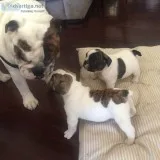 French english bulldog male puppy 