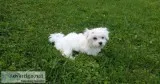 Akc maltese puppy falls church va