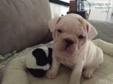 Mini french english bulldog female 