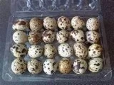 Baby parrots and parrot eggs for sale 