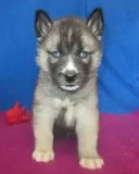 Rsp gentle siberian husky puppies ready